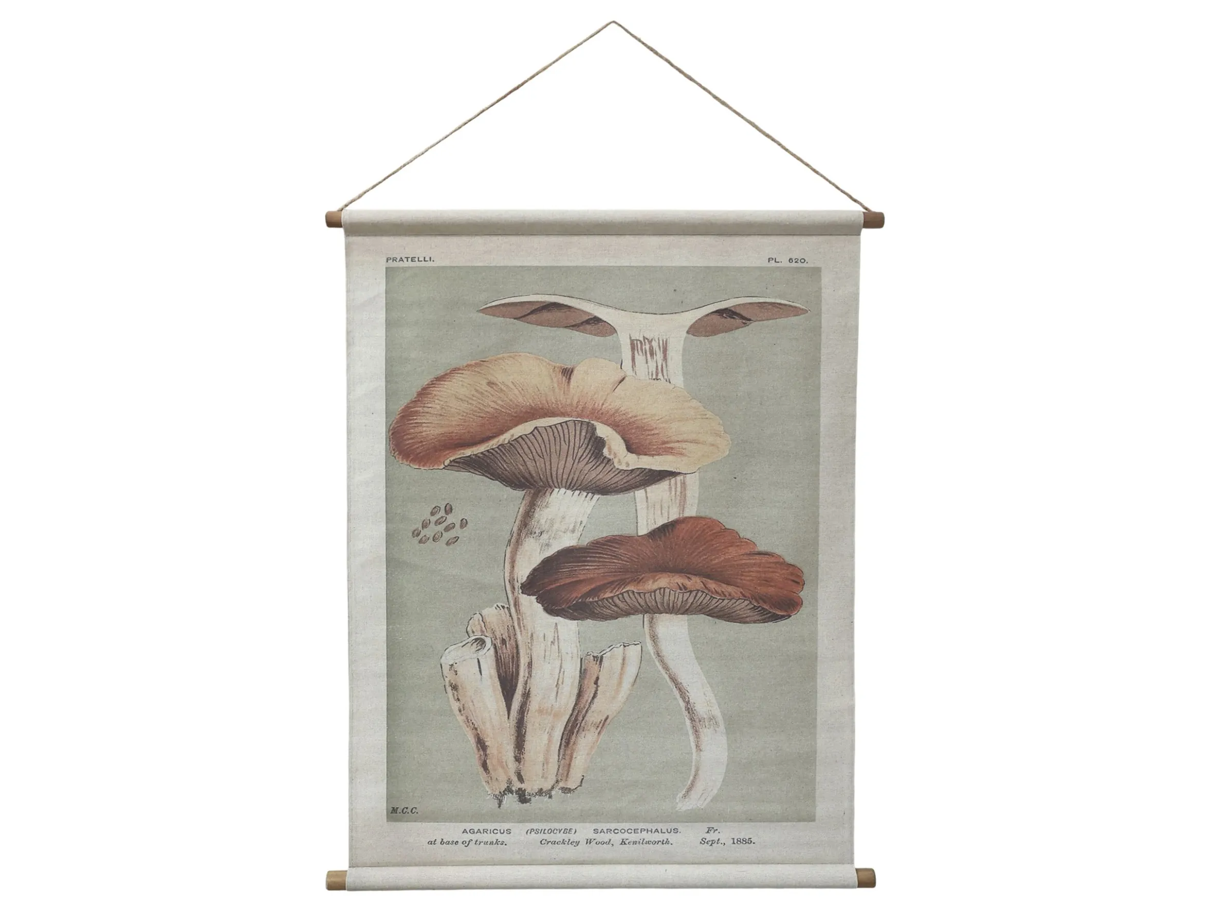 Vintage Leinwandbild Pilze Französischer Floradruck 97/76 cm